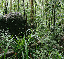 Daintree Rainforest